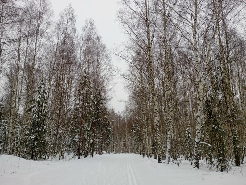 Рязанцев предупредили об опасностях весенних прогулок по лесу